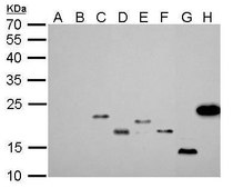 Monoclonal Anti-6X His tag antibody produced in mouse clone GT161, affinity isolated antibody
