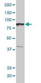 Monoclonal Anti-BRRN1 antibody produced in mouse clone 1C9, purified immunoglobulin, buffered aqueous solution