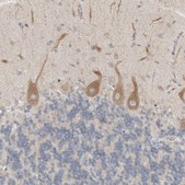 Anti-SIGMAR1 antibody produced in rabbit Prestige Antibodies&#174; Powered by Atlas Antibodies, affinity isolated antibody, buffered aqueous glycerol solution