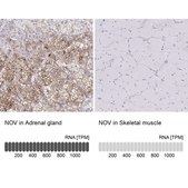 Anti-NOV antibody produced in rabbit Prestige Antibodies&#174; Powered by Atlas Antibodies, affinity isolated antibody, buffered aqueous glycerol solution, Ab2