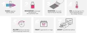 3dGRO&#174; Human CRC Organoids (ISO34)