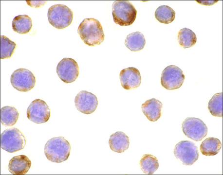 Anti-DAD1 antibody produced in rabbit affinity isolated antibody, buffered aqueous solution