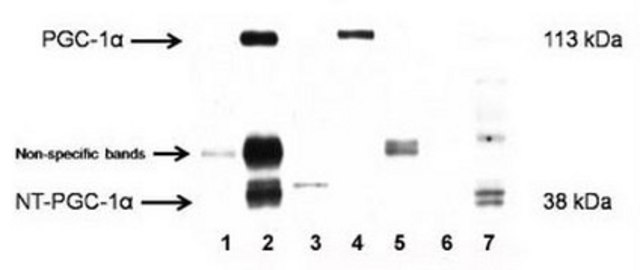 Anti-PGC-1&#945; Rabbit pAb liquid, Calbiochem&#174;