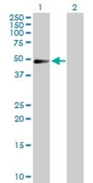 Anti-PDLIM7 antibody produced in rabbit purified immunoglobulin, buffered aqueous solution