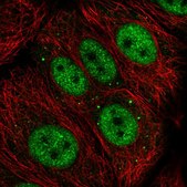 Anti-ZGLP1 antibody produced in rabbit Prestige Antibodies&#174; Powered by Atlas Antibodies, affinity isolated antibody, buffered aqueous glycerol solution