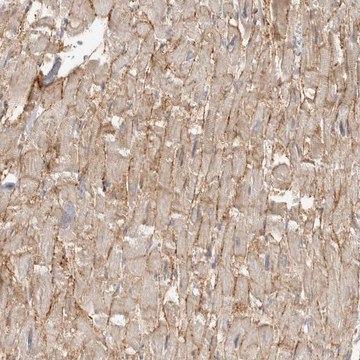 Anti-SGCD antibody produced in rabbit Prestige Antibodies&#174; Powered by Atlas Antibodies, affinity isolated antibody, buffered aqueous glycerol solution