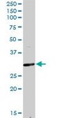 Anti-F11R antibody produced in rabbit purified immunoglobulin, buffered aqueous solution