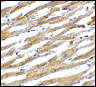 Anti-PDL-1 antibody produced in rabbit affinity isolated antibody, buffered aqueous solution