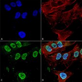 Monoclonal Anti-Mglur1/5 - Atto 594 antibody produced in mouse clone S75-33, purified immunoglobulin