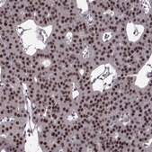 Anti-FTO Prestige Antibodies&#174; Powered by Atlas Antibodies, affinity isolated antibody