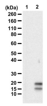 Anti-HD-polyLeu-Ct serum, from rabbit