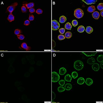 Anti-ST2/IL-33R Antibody, clone RMST-2 ZooMAb&#174; Rat Monoclonal recombinant, expressed in HEK 293 cells