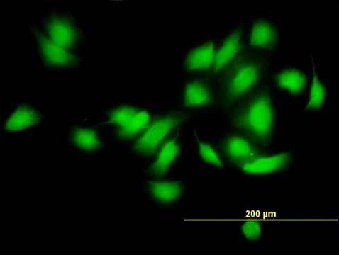 Monoclonal Anti-CAMK2A antibody produced in mouse clone 2C12, purified immunoglobulin, buffered aqueous solution