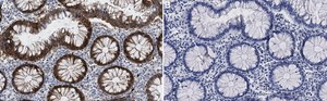 Anti-Phospho-NDRG1 (Thr346) Antibody, clone 5N4 ZooMAb&#174; Rabbit Monoclonal recombinant, expressed in HEK 293 cells
