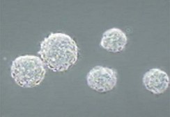 Leukemia Inhibitory Factor human 5 &#181;g, human recombinant LIF protein, expressed in E. coli, suitable for stem cell culture