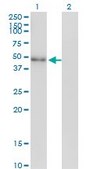 Monoclonal Anti-NEUROD2 antibody produced in mouse clone 3E7, purified immunoglobulin, buffered aqueous solution