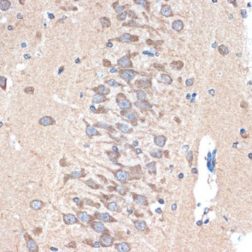 Anti-PAK3 antibody produced in rabbit