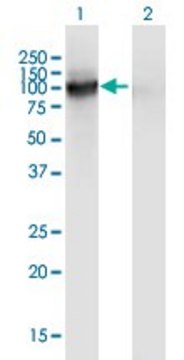 Monoclonal Anti-SLITL2 antibody produced in mouse clone 4G7, purified immunoglobulin, buffered aqueous solution