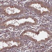 Anti-BICD1 antibody produced in rabbit Prestige Antibodies&#174; Powered by Atlas Antibodies, affinity isolated antibody, buffered aqueous glycerol solution