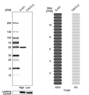 Anti-TYMP antibody produced in rabbit Prestige Antibodies&#174; Powered by Atlas Antibodies, affinity isolated antibody