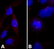 Anti-&#947;-Tubulin antibody produced in rabbit IgG fraction of antiserum, buffered aqueous solution