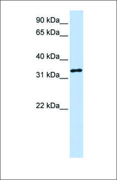 Anti-HAAO antibody produced in rabbit affinity isolated antibody