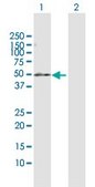Anti-PDE7B antibody produced in rabbit purified immunoglobulin, buffered aqueous solution