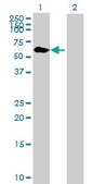 Anti-TRIM8 antibody produced in mouse purified immunoglobulin, buffered aqueous solution