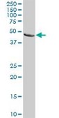 Anti-F3 antibody produced in rabbit purified immunoglobulin, buffered aqueous solution