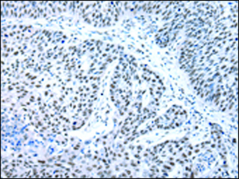 Anti-XAB2 affinity isolated antibody