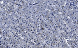 Anti-Factor IX Antibody, clone 1C9 ZooMAb&#174; Rabbit Monoclonal recombinant, expressed in HEK 293 cells