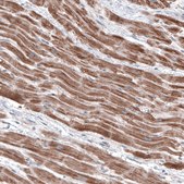 Anti-FCHSD2 antibody produced in rabbit Prestige Antibodies&#174; Powered by Atlas Antibodies, affinity isolated antibody, buffered aqueous glycerol solution