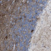 Anti-KCNA3 antibody produced in rabbit Prestige Antibodies&#174; Powered by Atlas Antibodies, affinity isolated antibody, buffered aqueous glycerol solution