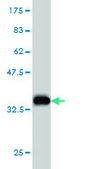 ANTI-FGR antibody produced in mouse clone 4C12, purified immunoglobulin, buffered aqueous solution