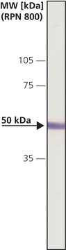 Anti-CaM Kinase II&#945; (CaMKII&#945;) antibody produced in rabbit IgG fraction of antiserum, buffered aqueous solution