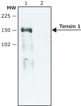 Anti-Tensin 1 (C-terminal region) antibody produced in rabbit ~1.5&#160;mg/mL, affinity isolated antibody