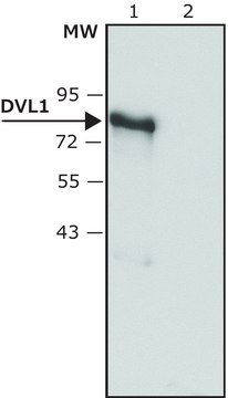 Anti-DVL1 antibody produced in rabbit ~1.5&#160;mg/mL, affinity isolated antibody, buffered aqueous solution, antigen mol wt ~85&#160;kDa