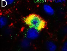 Monoclonal Anti-Parvalbumin antibody produced in mouse clone PARV-19, ascites fluid
