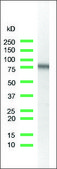 Anti-CD44 antibody, Rabbit monoclonal clone SP37, recombinant, expressed in proprietary host, tissue culture supernatant
