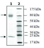 TGF-&#946;1 Latent human recombinant, expressed in FreeStyle&#8482; 293-F cells, &#8805;98% (SDS-PAGE)