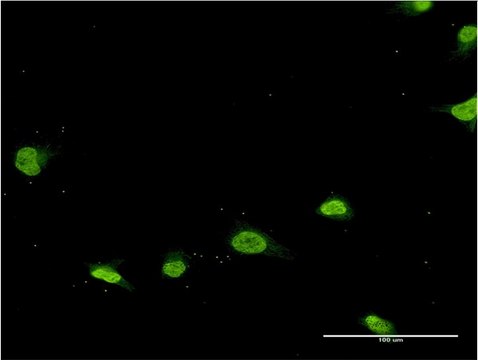 Monoclonal Anti-PSMB8, (C-terminal) antibody produced in mouse clone 1G7, purified immunoglobulin, buffered aqueous solution