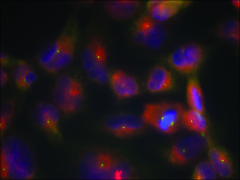 Anti-MAPT (Ab-356) antibody produced in rabbit affinity isolated antibody