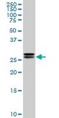 Monoclonal Anti-HMGB2 antibody produced in mouse clone 3E5, purified immunoglobulin, buffered aqueous solution