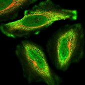 Anti-KIF26A antibody produced in rabbit Prestige Antibodies&#174; Powered by Atlas Antibodies, affinity isolated antibody, buffered aqueous glycerol solution