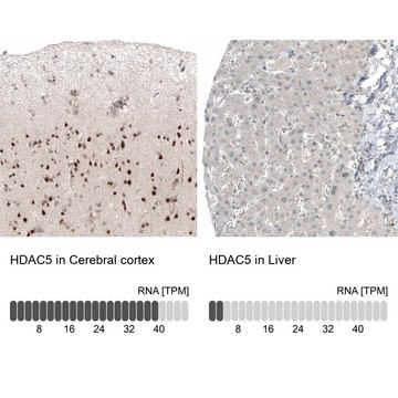 Monoclonal Anti-HDAC5 antibody produced in mouse Prestige Antibodies&#174; Powered by Atlas Antibodies, clone CL8121, purified immunoglobulin, buffered aqueous glycerol solution