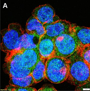 Anti-RIG-1/DDX58 Antibody, clone 1B13 ZooMAb&#174; Rabbit Monoclonal recombinant, expressed in HEK 293 cells