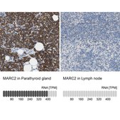 Anti-MARC2 antibody produced in rabbit Prestige Antibodies&#174; Powered by Atlas Antibodies, affinity isolated antibody, buffered aqueous glycerol solution