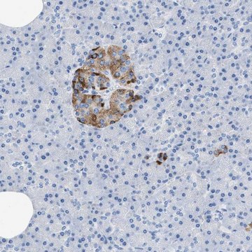 Anti-SLFN13 antibody produced in rabbit Prestige Antibodies&#174; Powered by Atlas Antibodies, affinity isolated antibody, buffered aqueous glycerol solution, Ab1