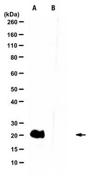 Anti-IL-11 Antibody, clone 13-6D-10G