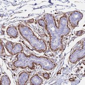 Anti-PTRF antibody produced in rabbit Prestige Antibodies&#174; Powered by Atlas Antibodies, affinity isolated antibody, buffered aqueous glycerol solution